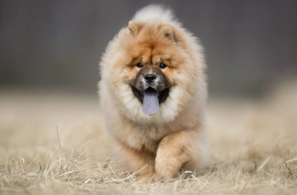 Chow Chow